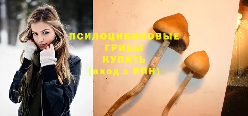 Псилоцибиновые грибы Psilocybe  Новоалександровск 